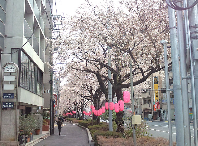 千川通り桜並木3