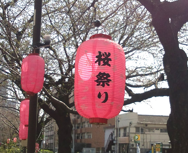千川通り桜並木2