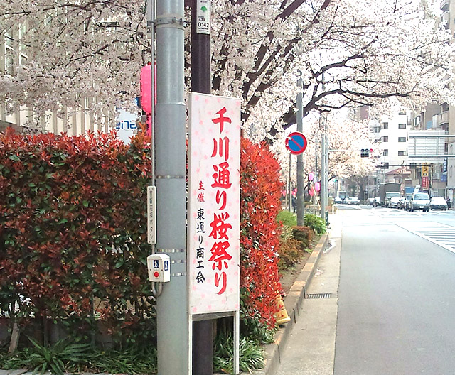 千川通り桜並木