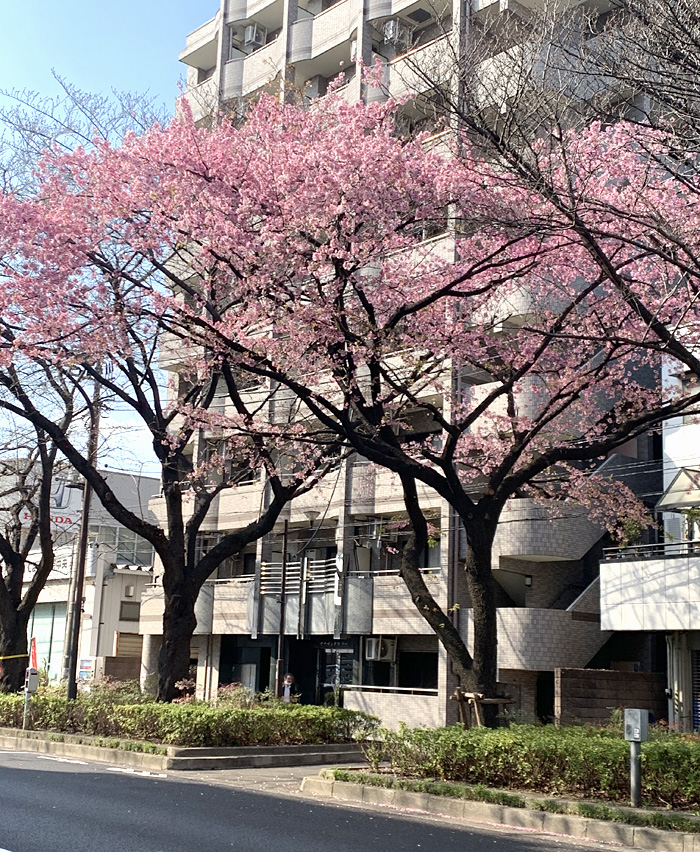 練馬区千川通りの桜