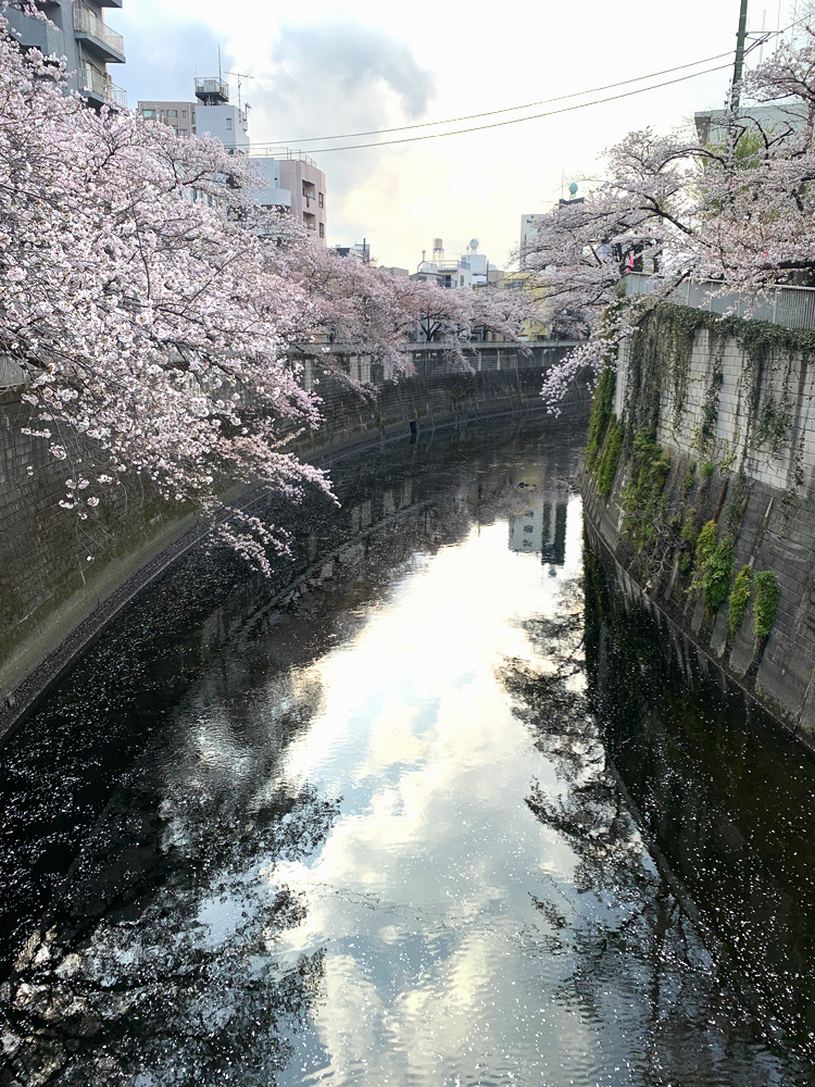 江戸川公園の桜